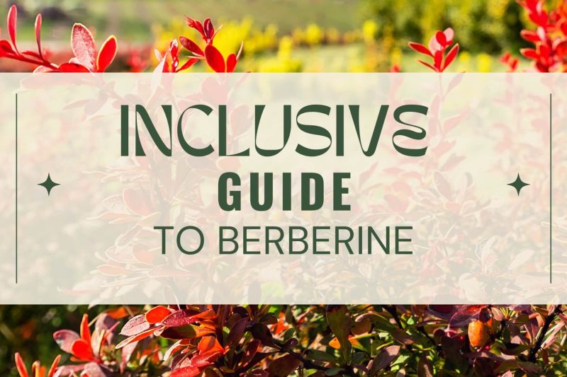 Guide to Berberine